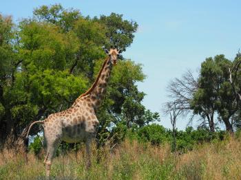 Giraffe