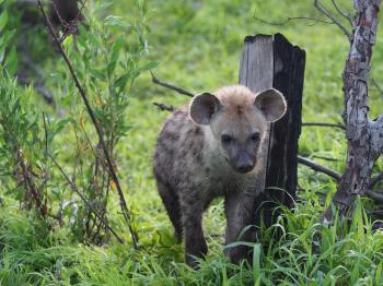 Hyena