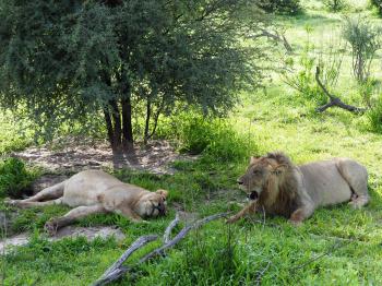 Lions