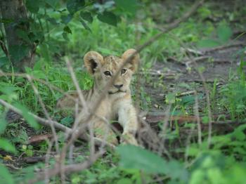 cub