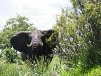 Elephant