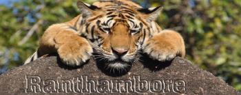 wildlife