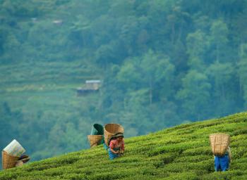 temi tea garden