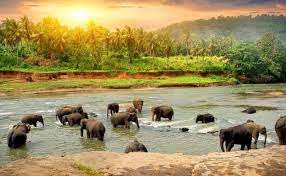 goa