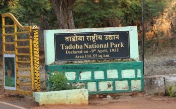 Tadoba