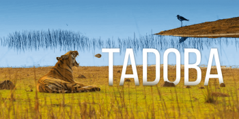 Tadoba