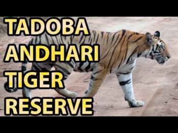 Tadoba