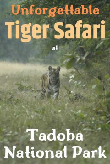Tadoba