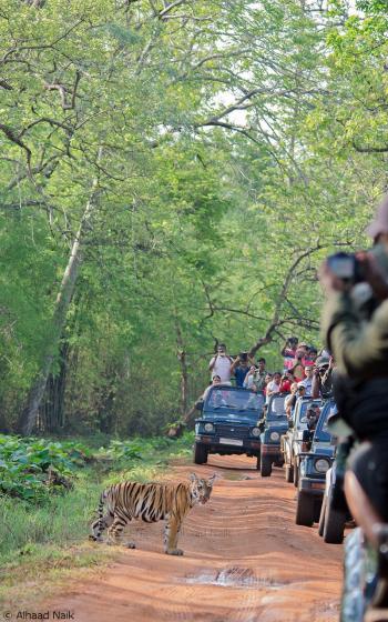 Tadoba