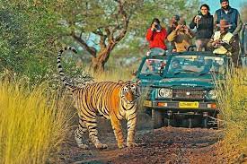 Ranthamnhore Safari