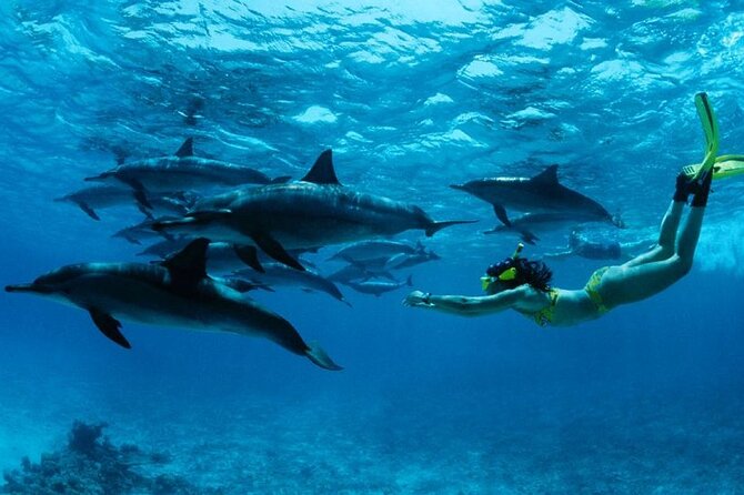 Dolphin Tour Zanzibar