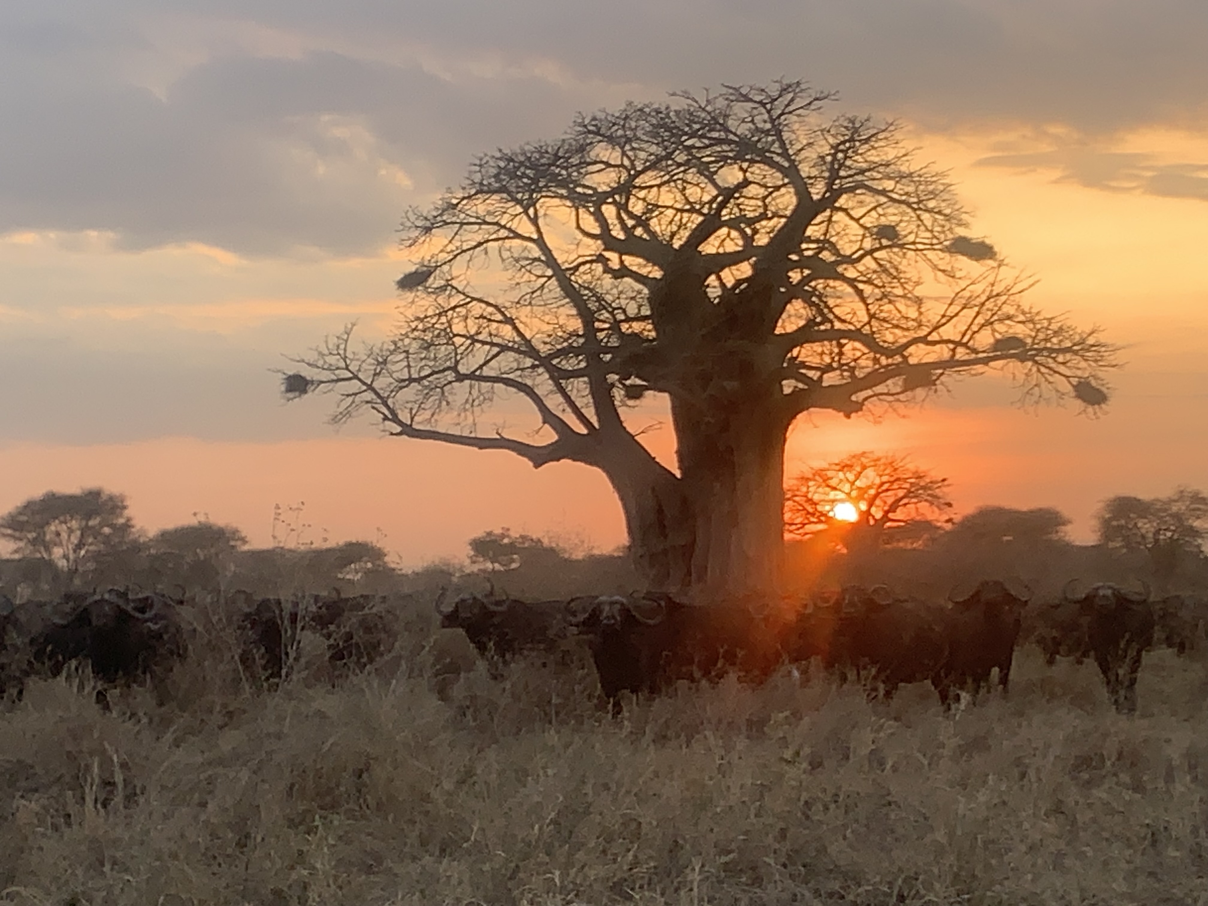 Baobab's sunset