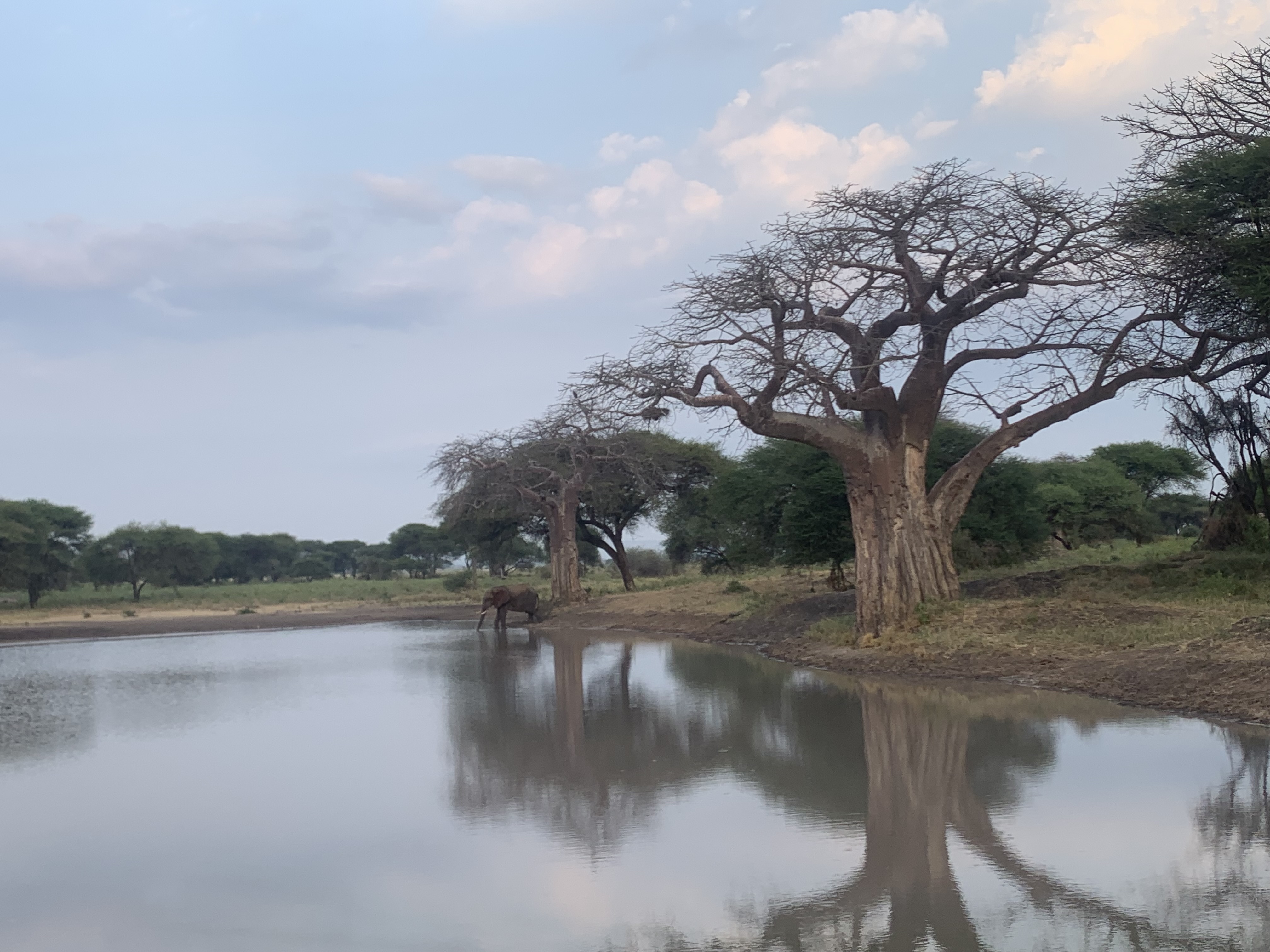 Baobab reflection