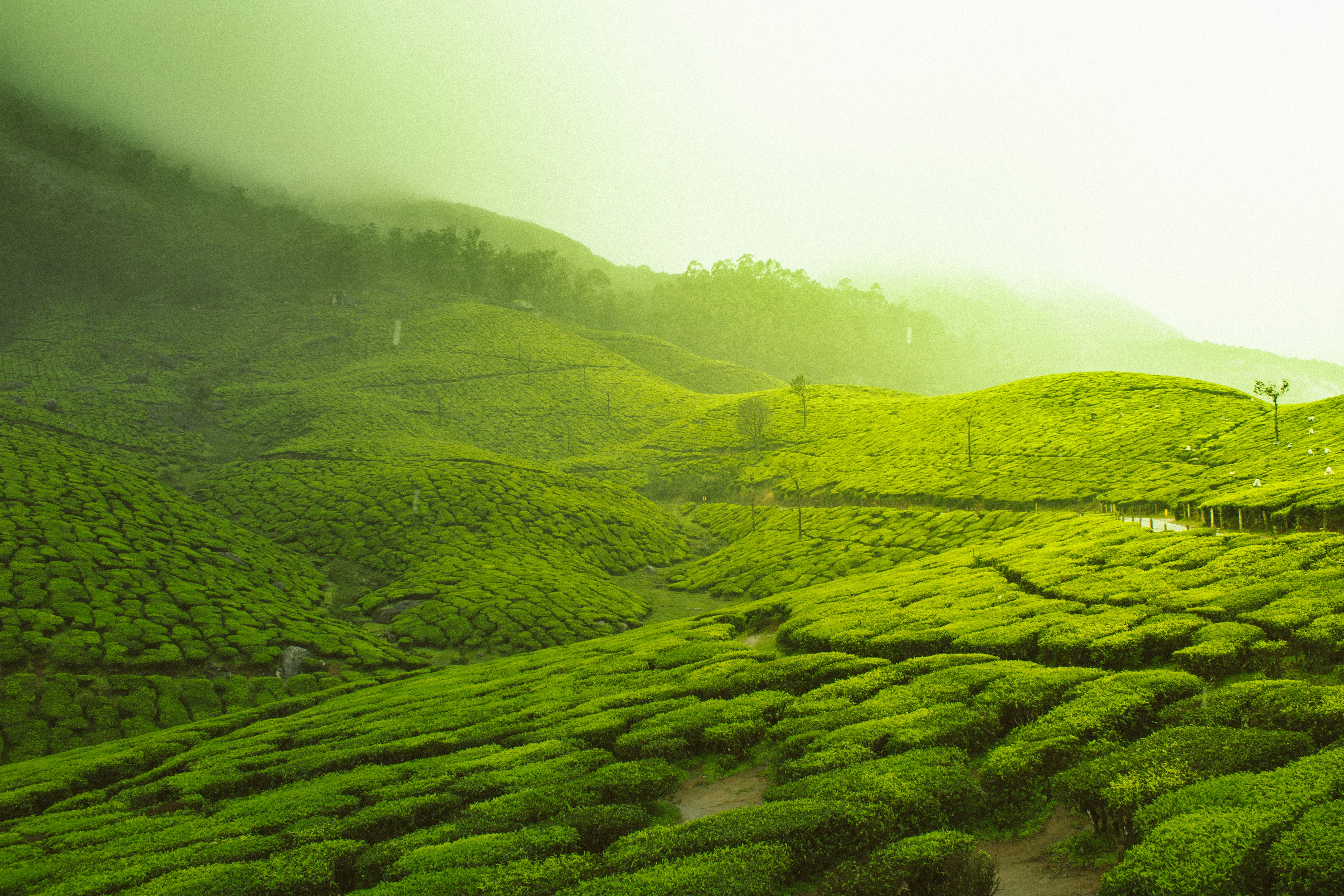 Ooty Tour Package