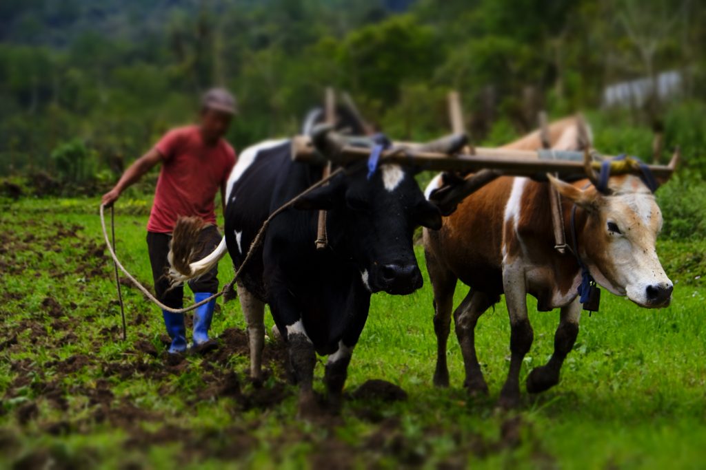 farming in Bhutan