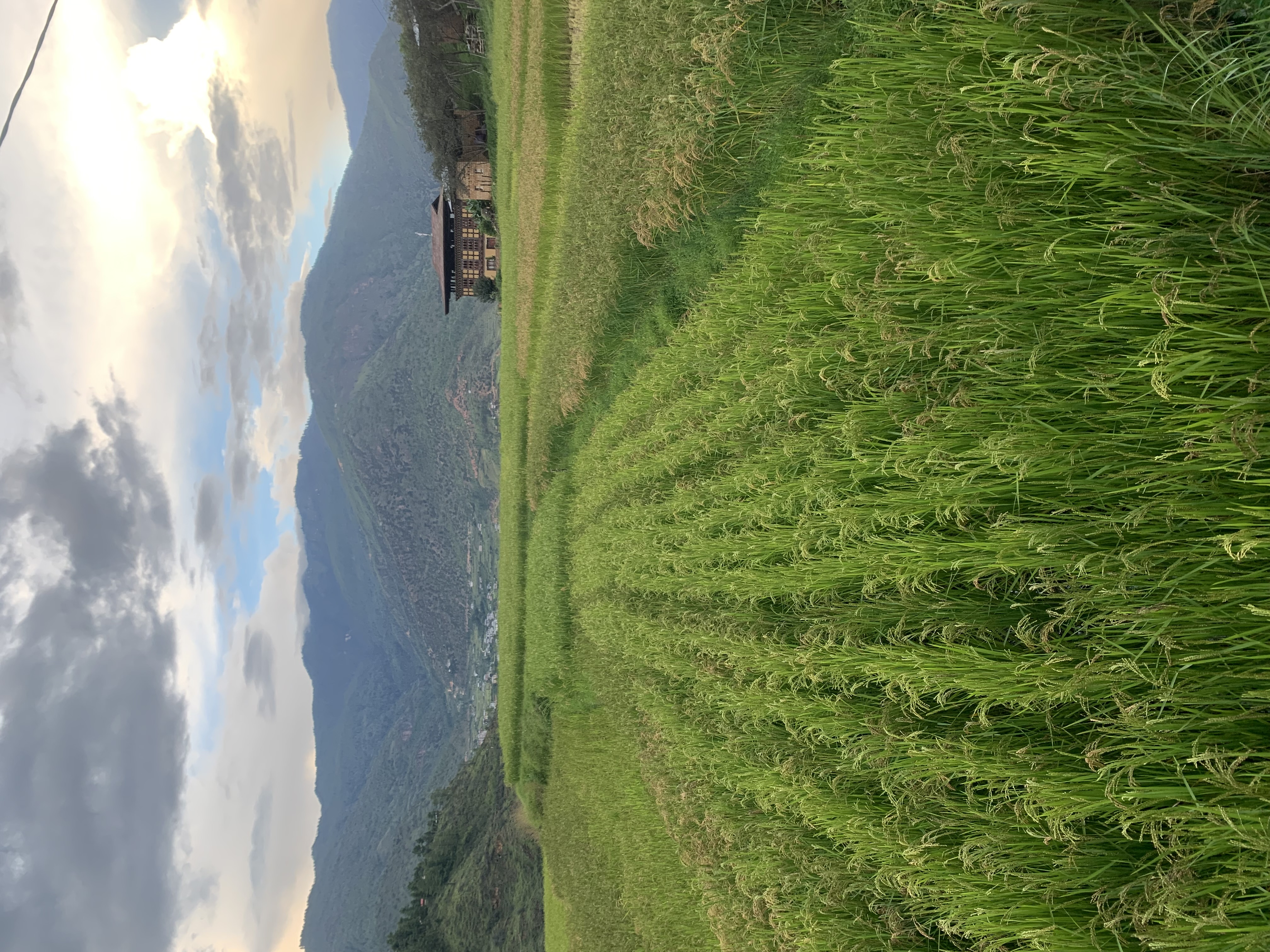 Paddy village