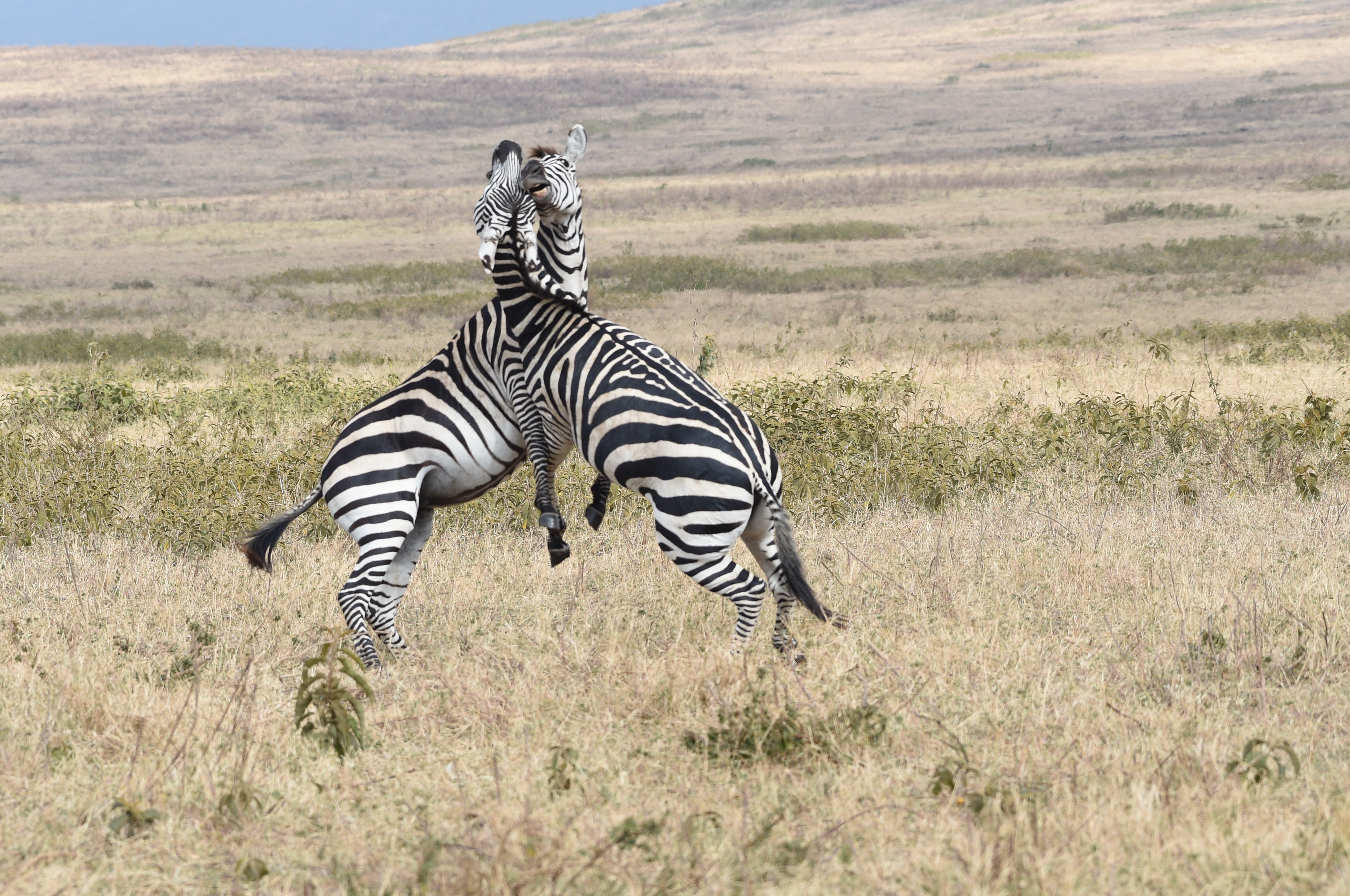 Playing Zebras