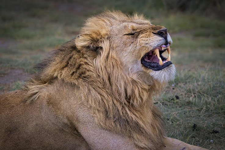 Simba - King of the jungle
