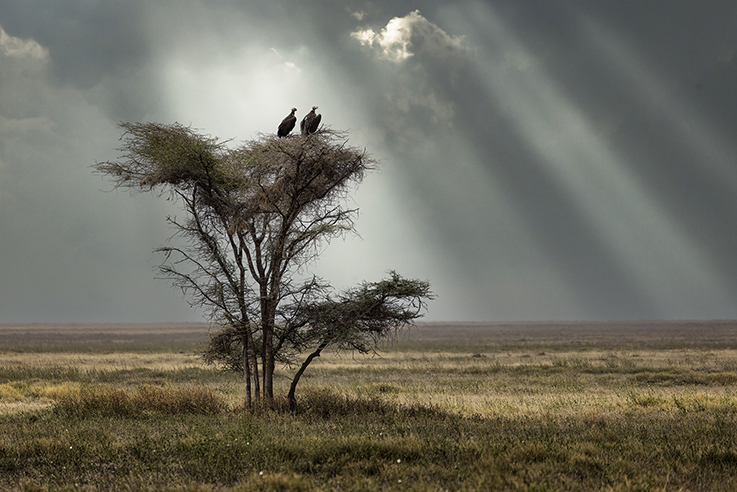Rain Cloud - Serengeti