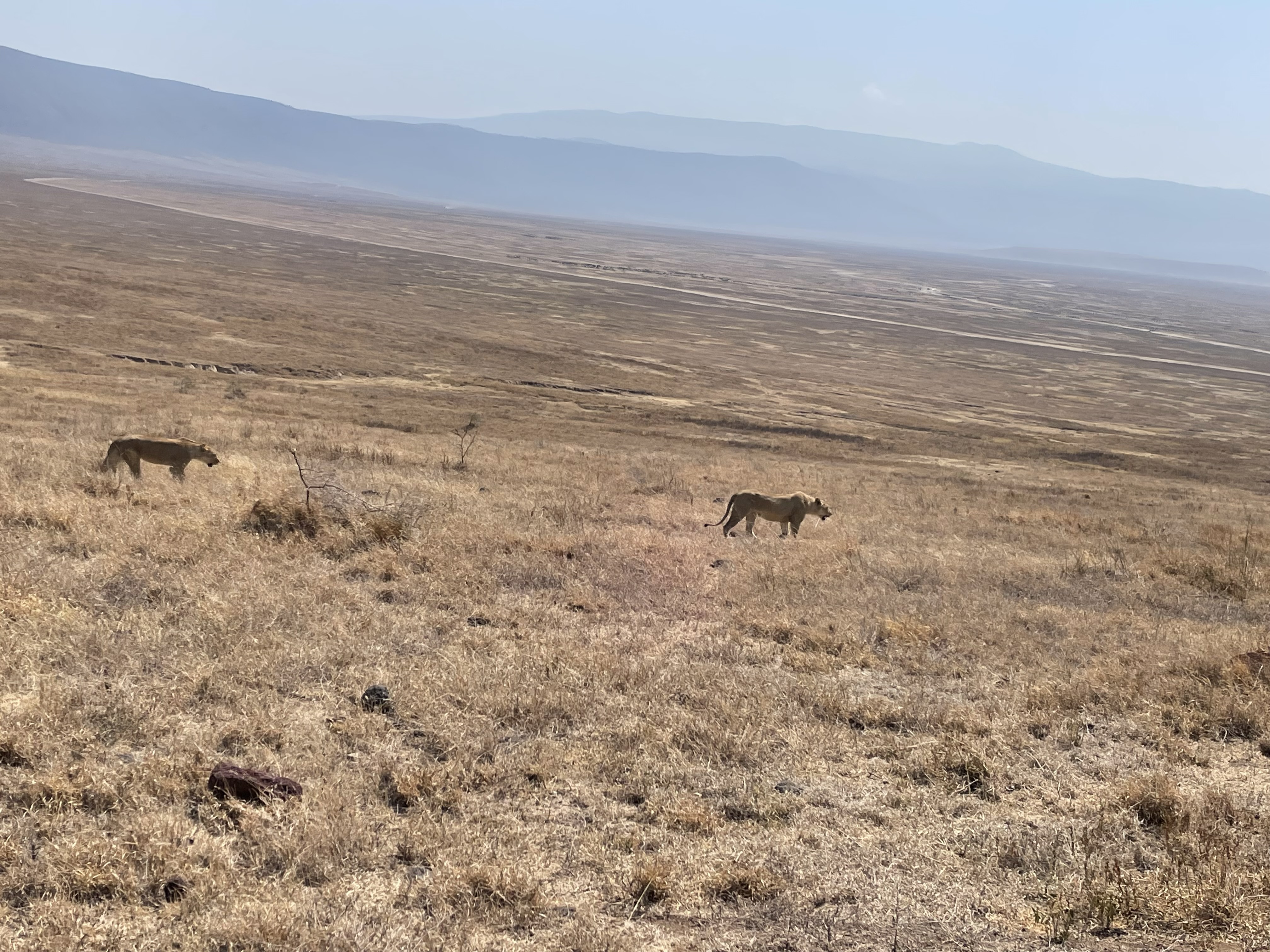 SERENGETI NATIONAL PARK