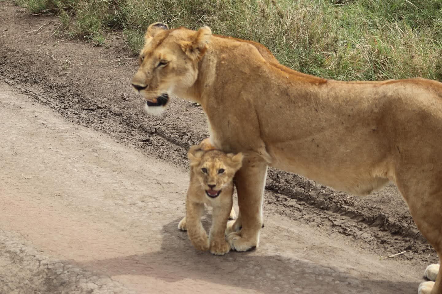 Queen of the Savannah
