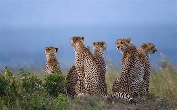 lake nakuru latest images