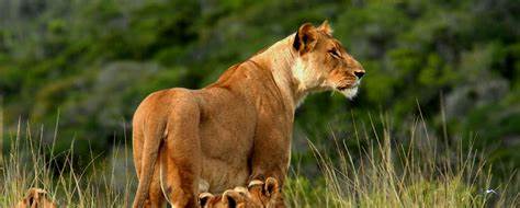 latest tsavo national park images