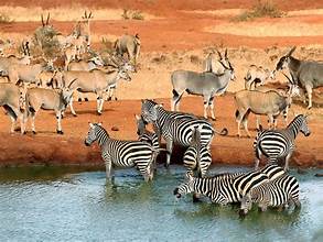 latest tsavo national park images