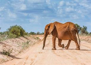 latest images salt lick safari tour