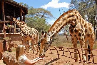 Giraffe centre