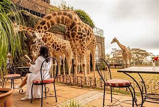 Giraffe centre