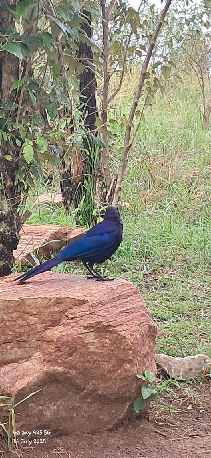 Kenya Safari