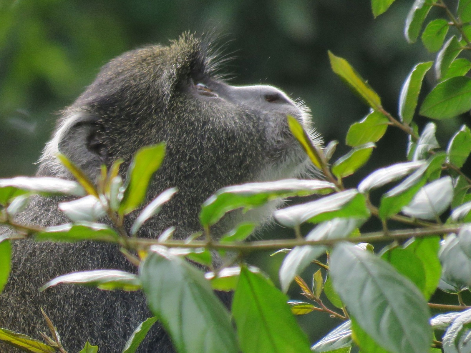 Blue Monkey -Arusha National Park