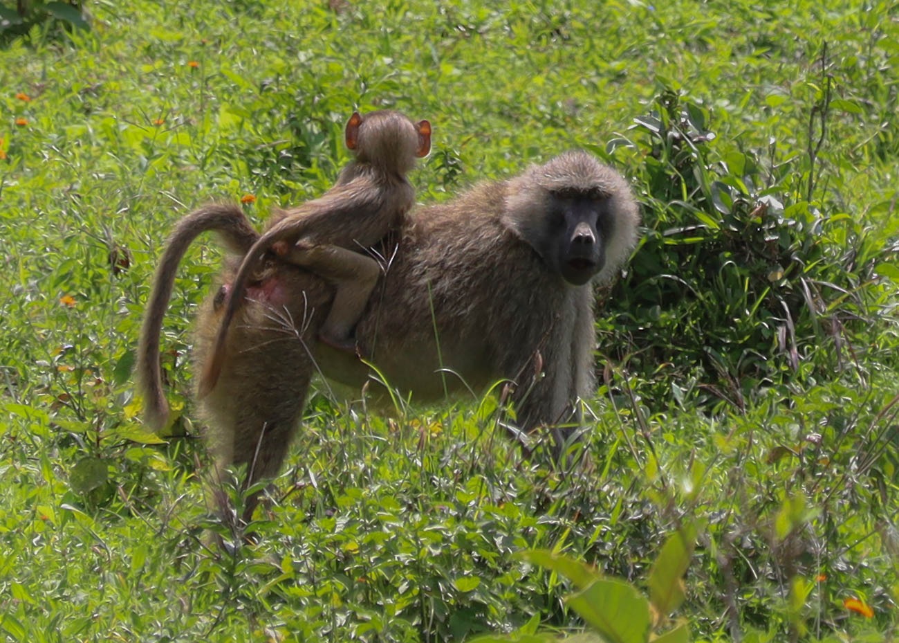 Female Olive Baboon