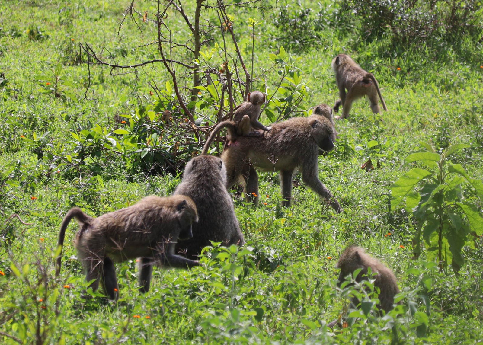 Olive baboons