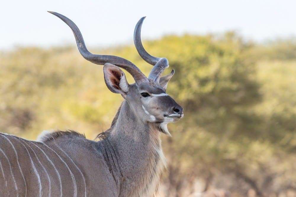 The Crater Kudu -
