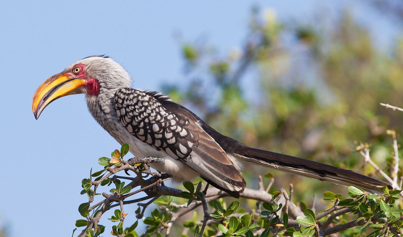 Southern yellow -billed hornbill