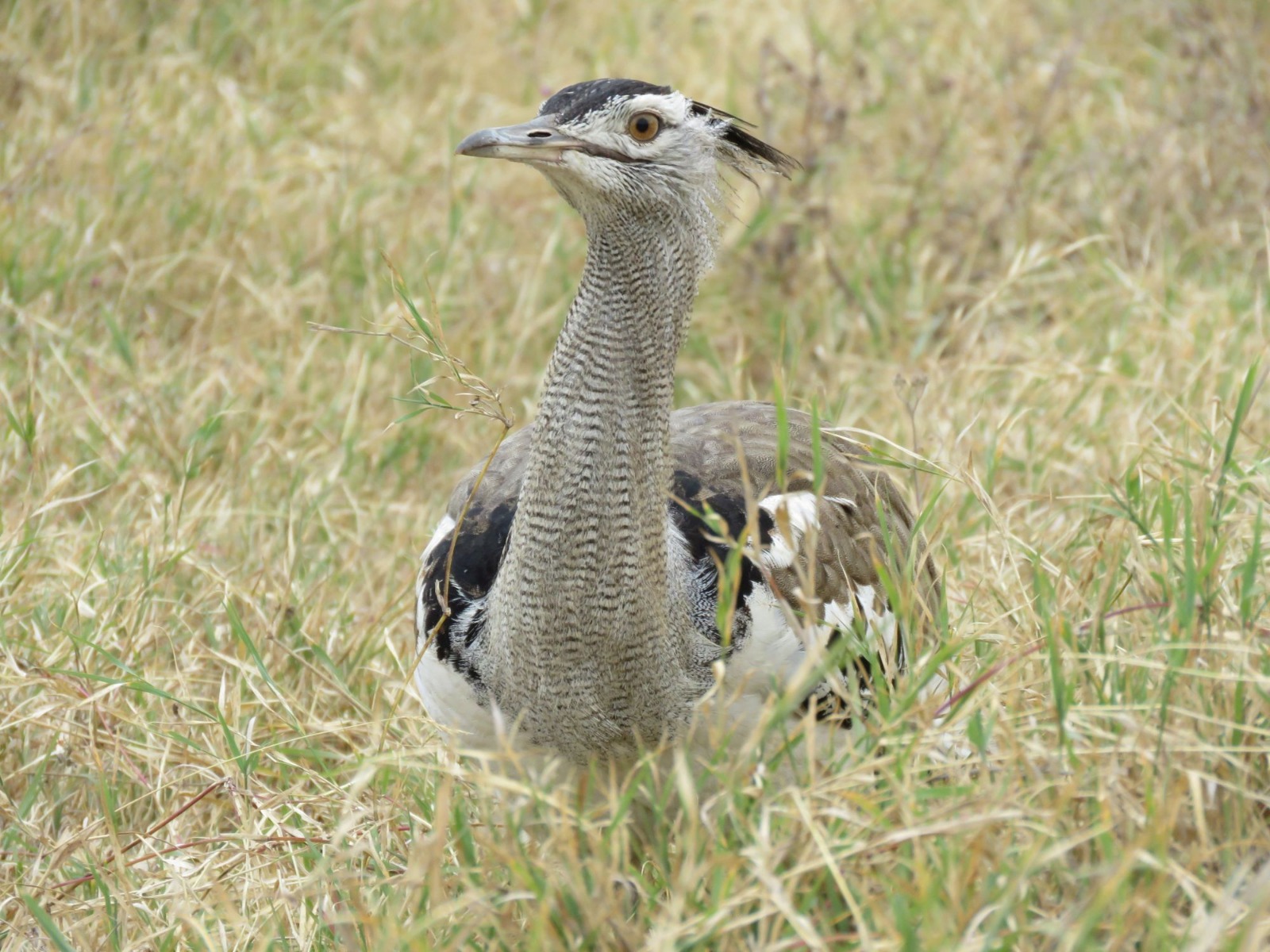 Kori Bustard