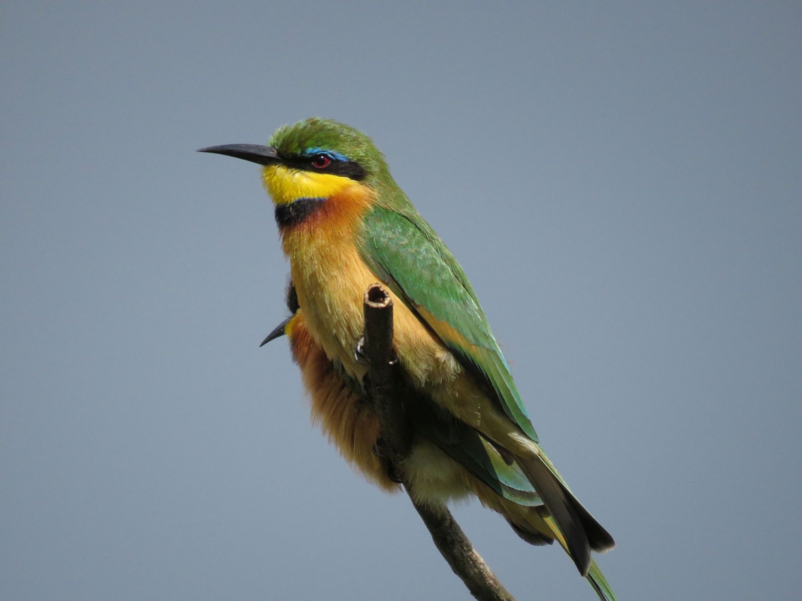 The bee- eaters