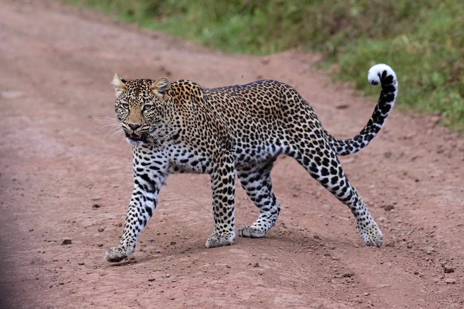 Leopard (Panthera Pardus)