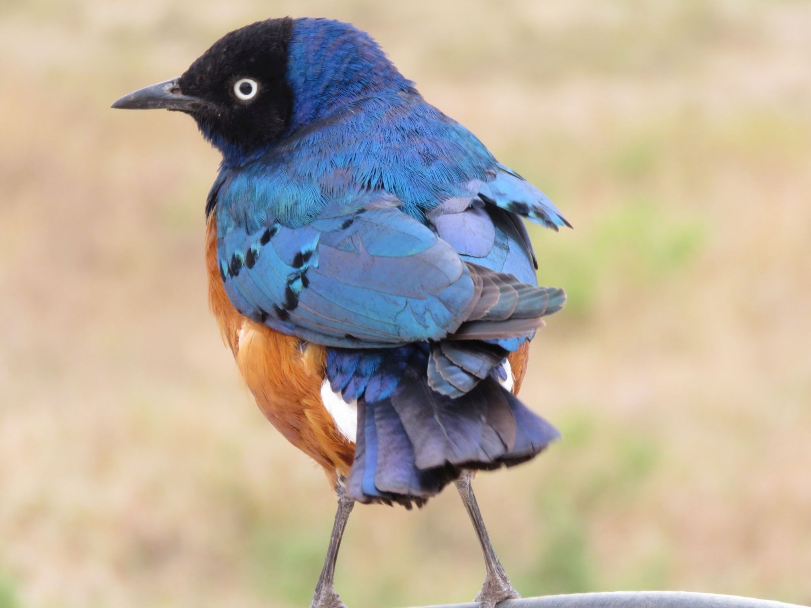 Superb Starling