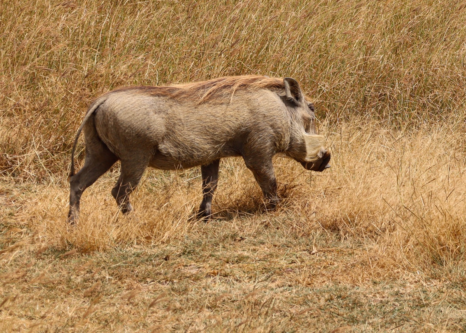 Warthog