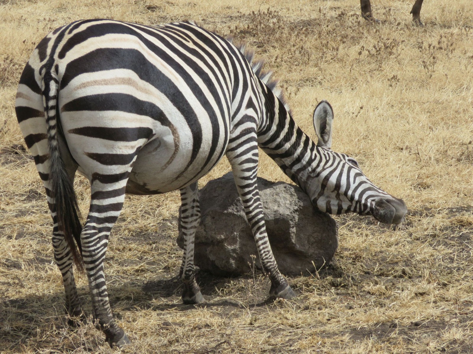 Common Zebra( Also known as  Plain Zebra)
