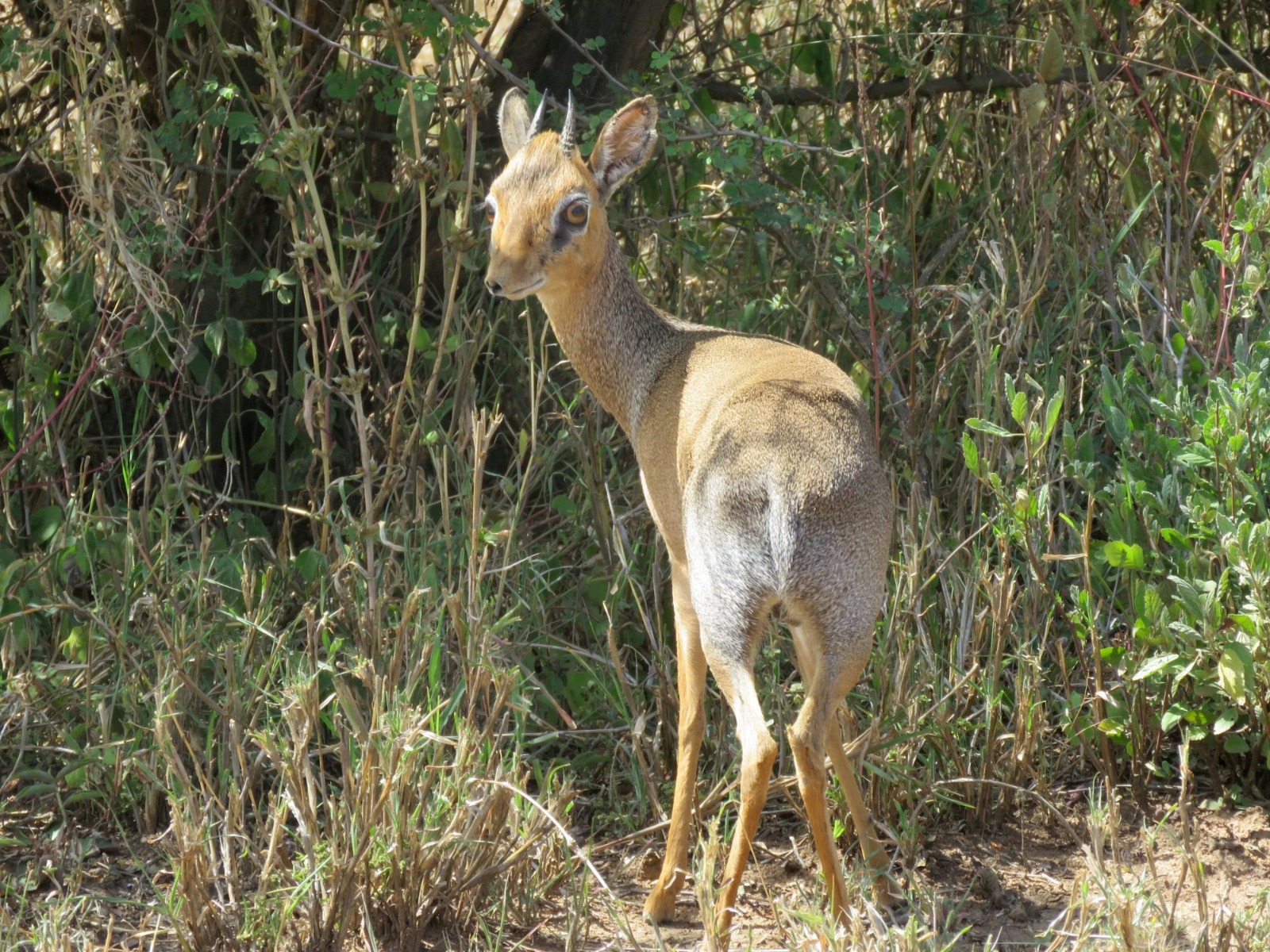 Dik Dik ( Small African antelope)