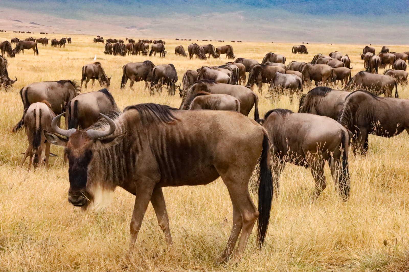 Wildebeest or gnu- Greagarious antelopes
