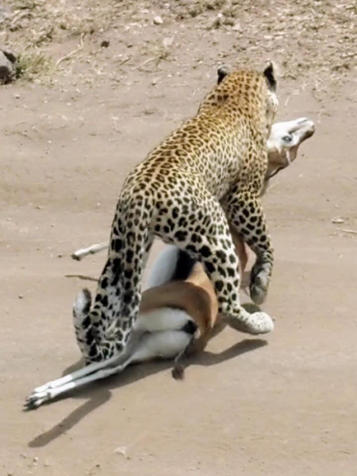 Leopard on a kill
