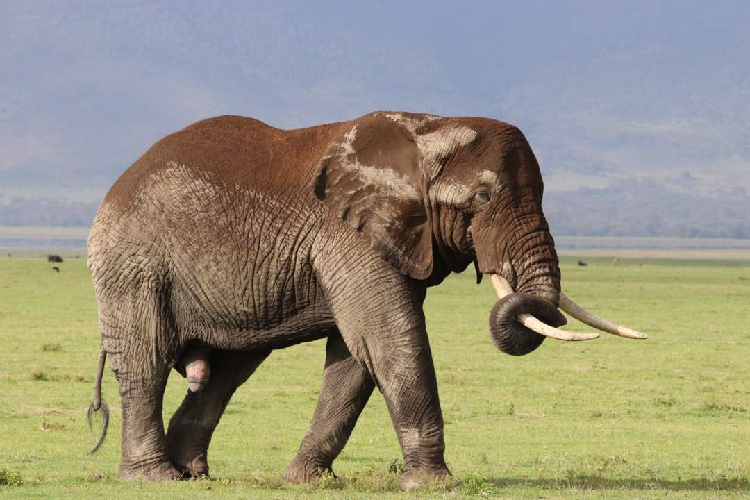 Tembo [ Elephant]