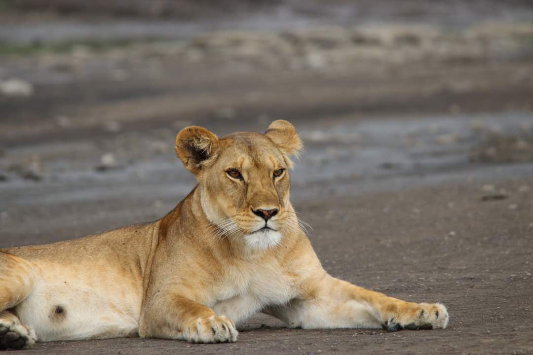 Lioness [Simba]