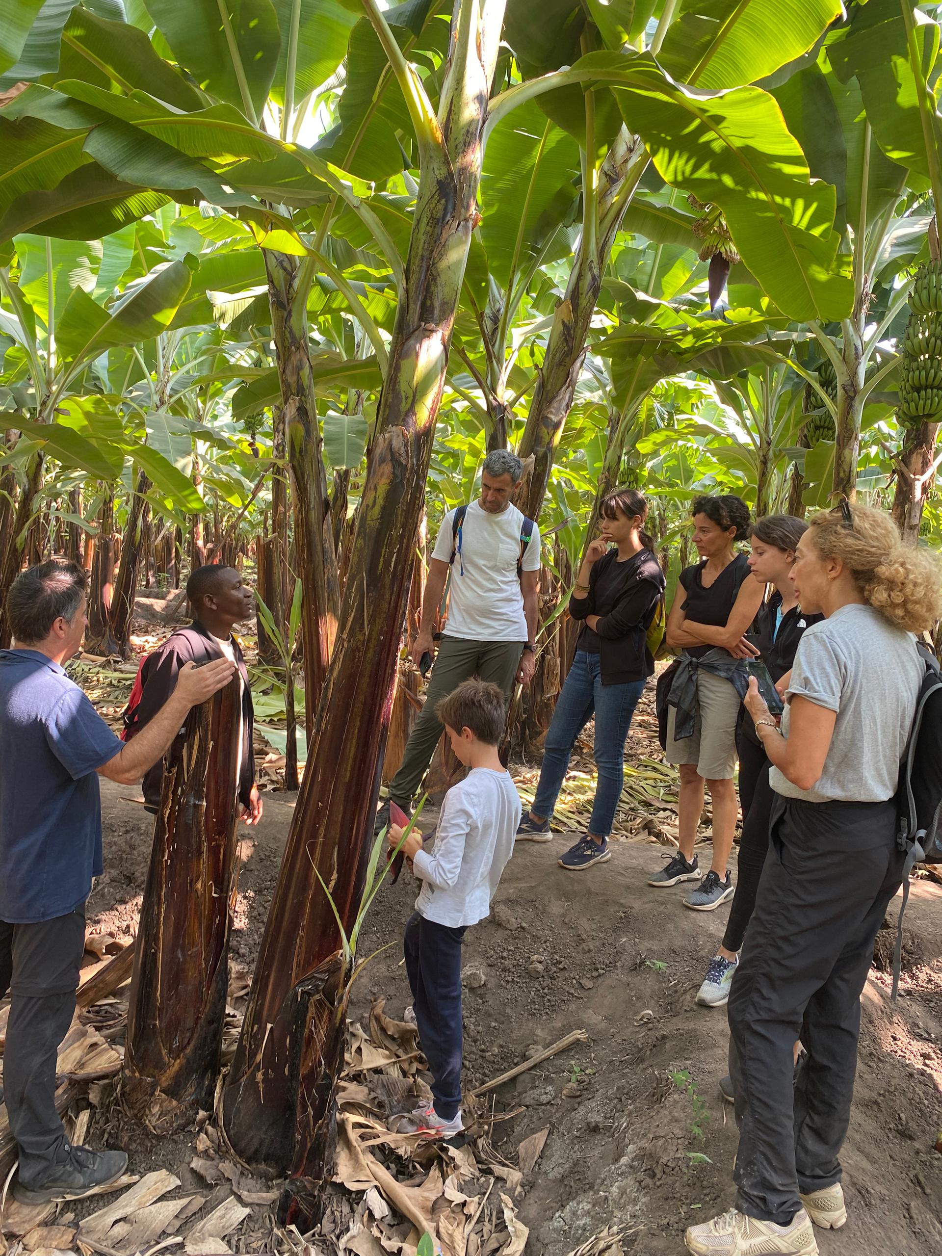 Bananas farm tour in Mto wa mbu village
