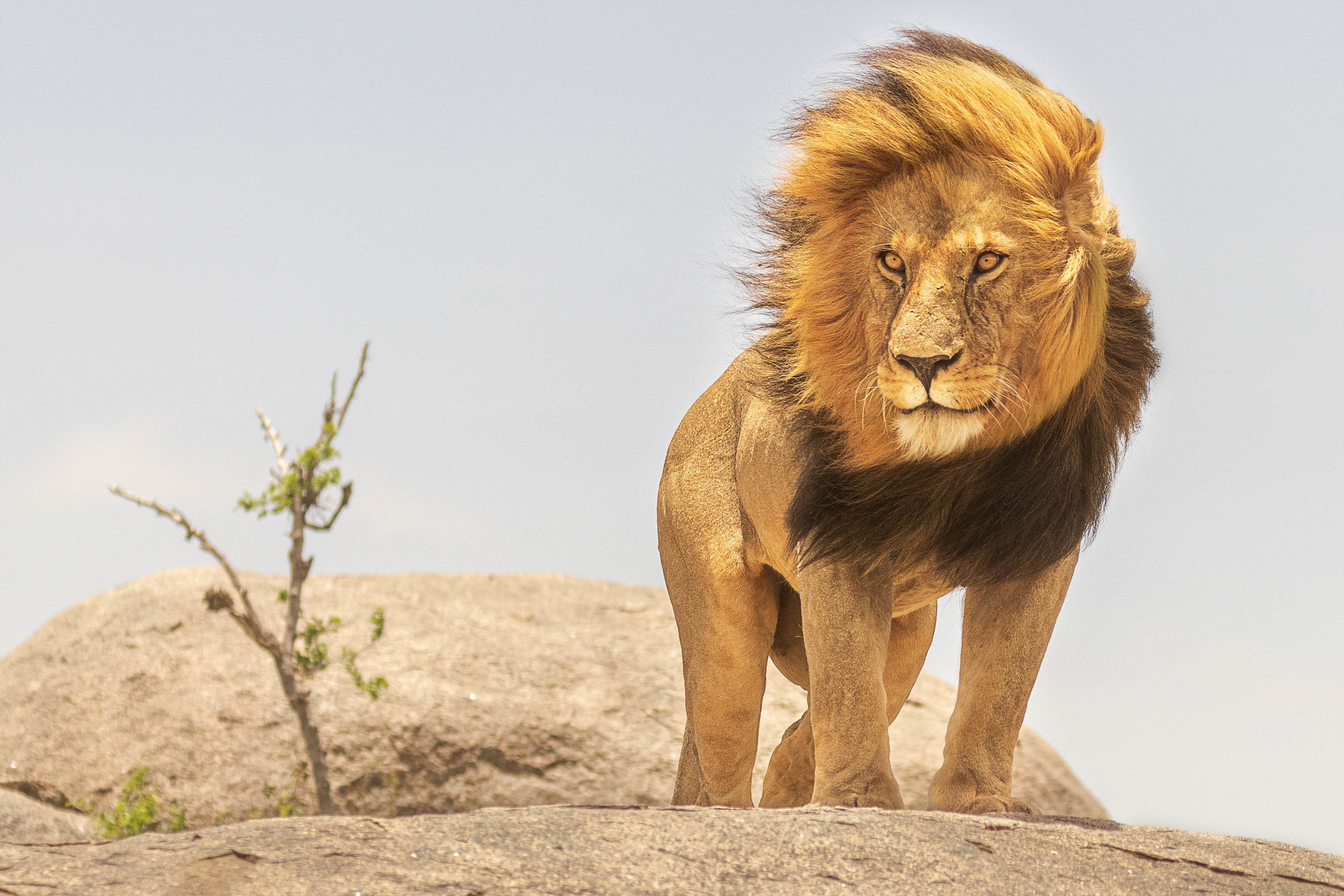 king of the jungle